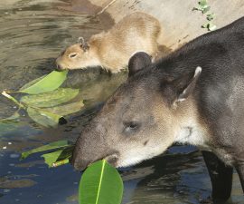 capybaras – San Diego Zoo Wildlife Alliance Stories