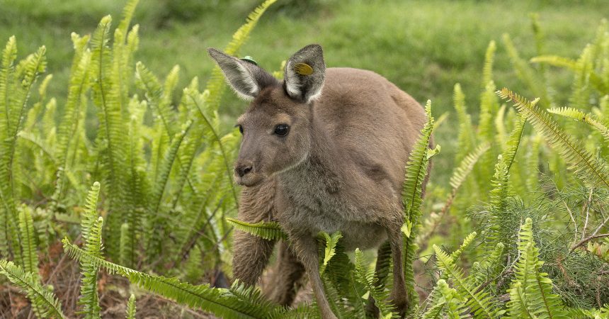kangaroos san diego safari park