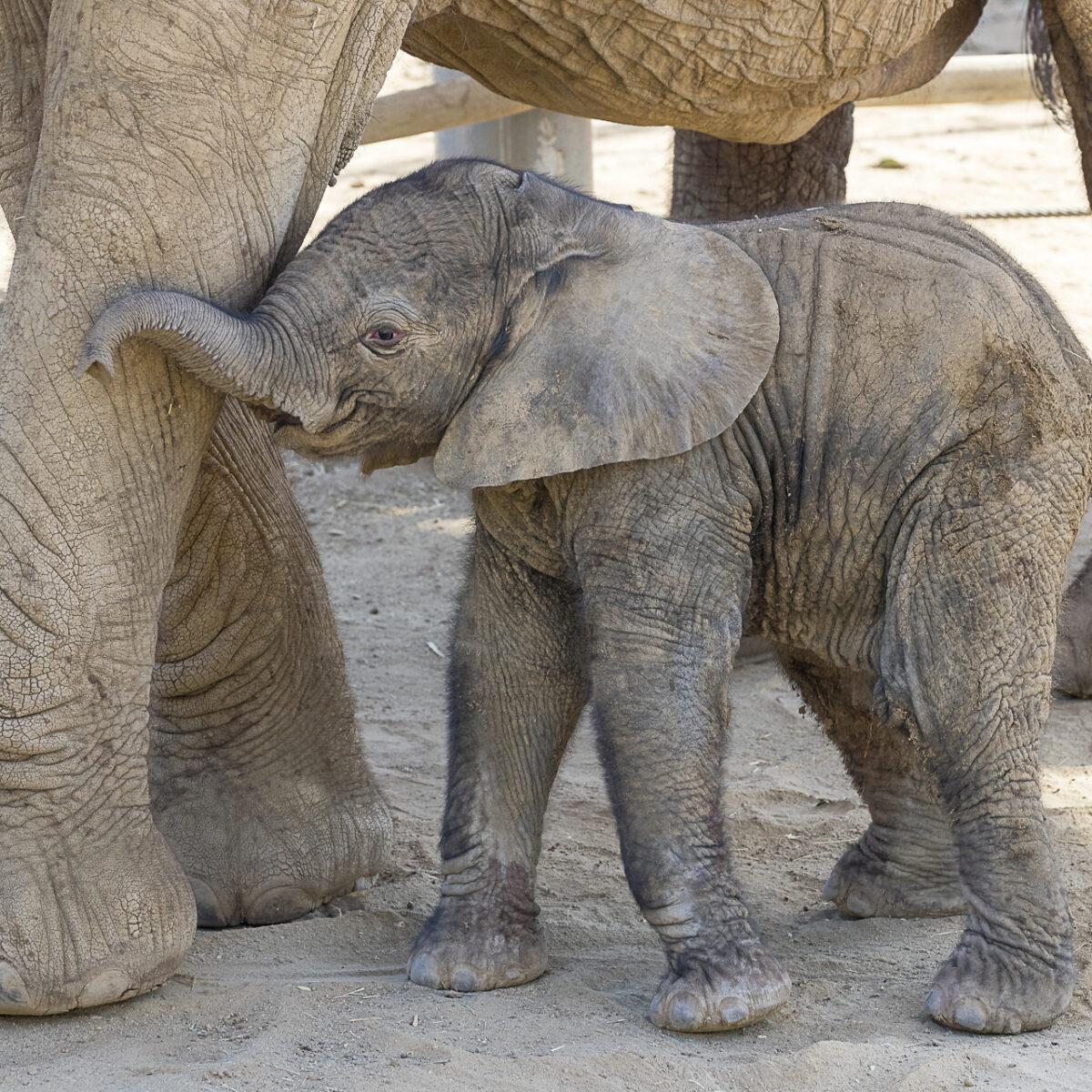 Baby Elephants are “Awwww”fully Cute! – San Diego Zoo Wildlife Alliance  Stories