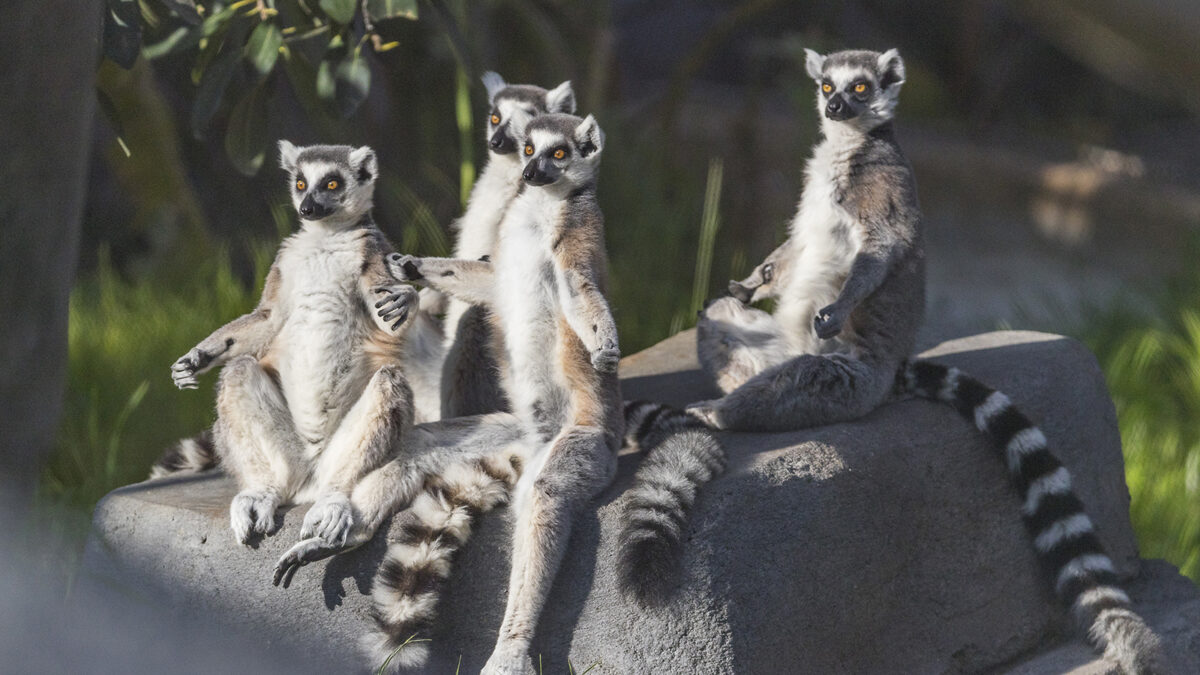 Male lemurs use 'stink flirting' to attract mates, study says | CNN