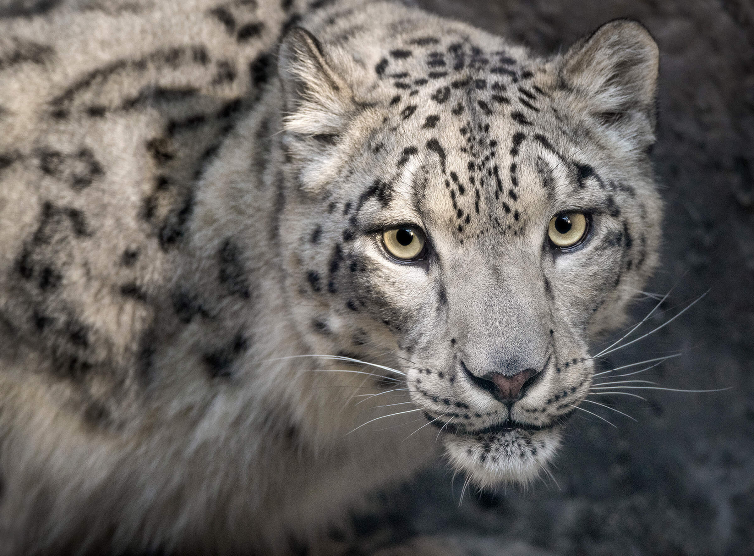 Snow Leopard Magic Moment (16+) – Royal Zoological Society of Scotland