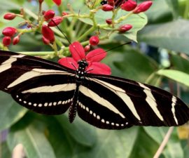 19 Fascinating Butterfly Facts – San Diego Zoo Wildlife Alliance