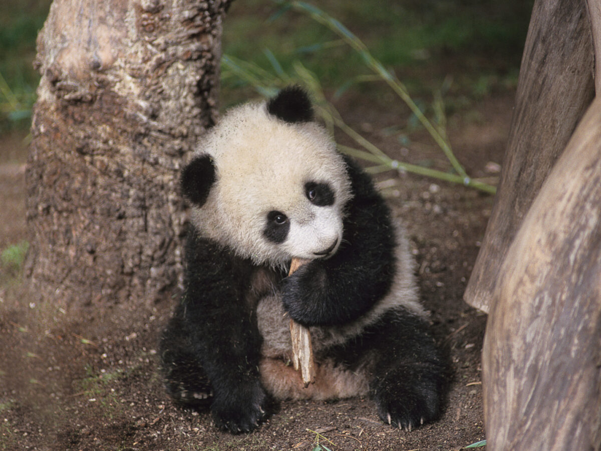 hairless panda