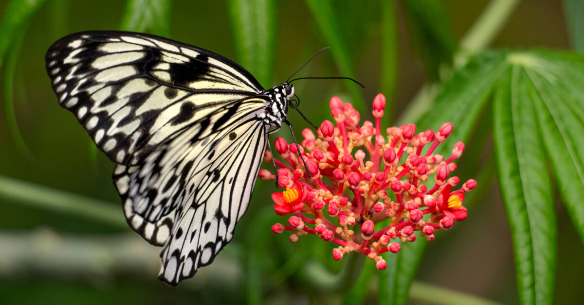 Monarch Butterfly  San Diego Zoo Animals & Plants