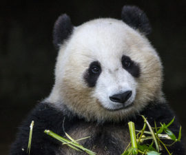 The Panda in Red – San Diego Zoo Wildlife Alliance Stories