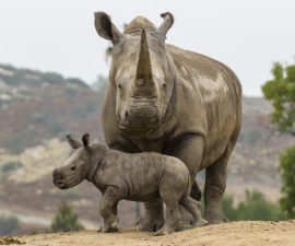 Nikita Kahn Rhino Rescue Center – San Diego Zoo Wildlife Alliance Stories