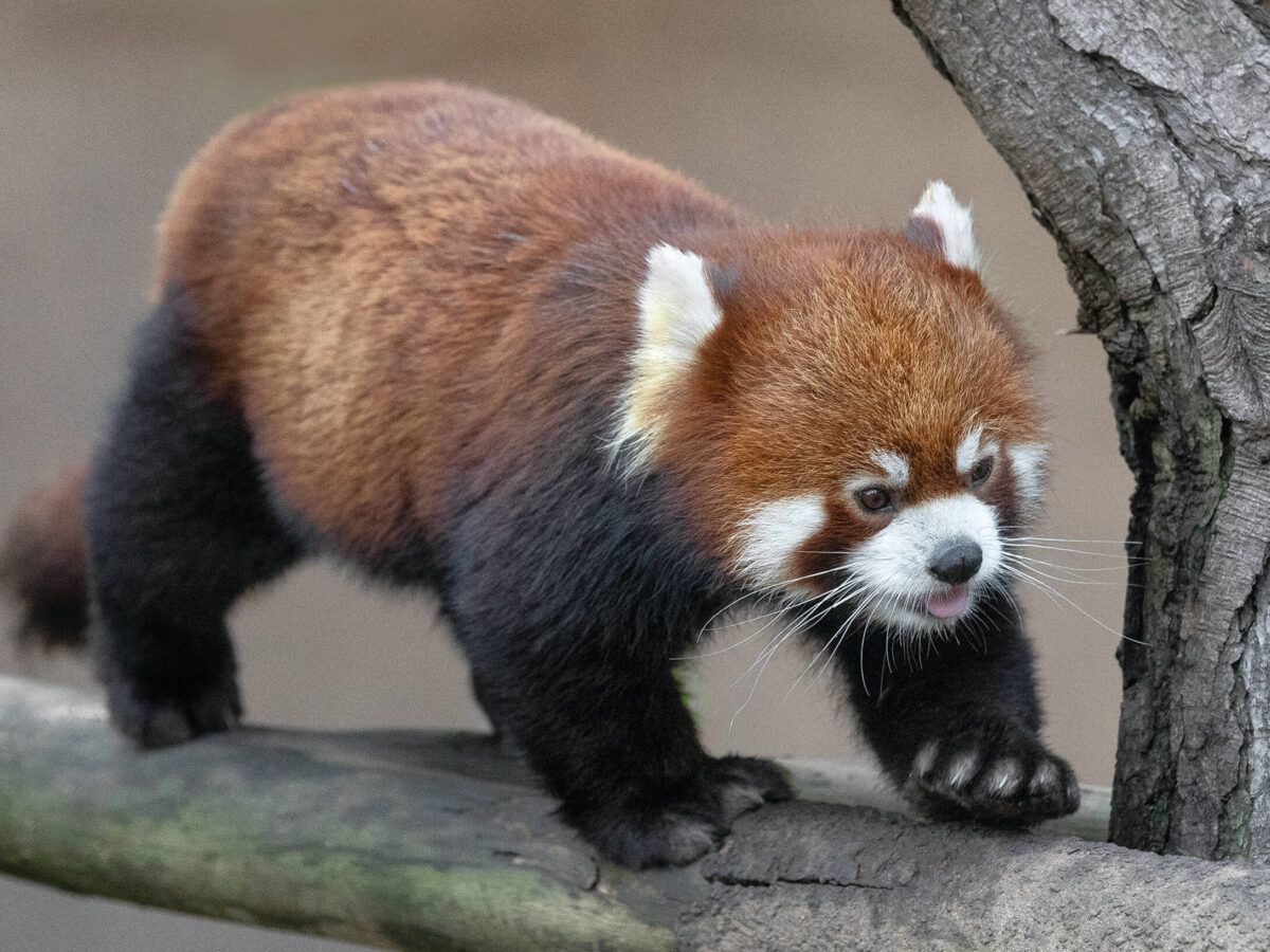 The Panda Red – San Zoo Wildlife Alliance
