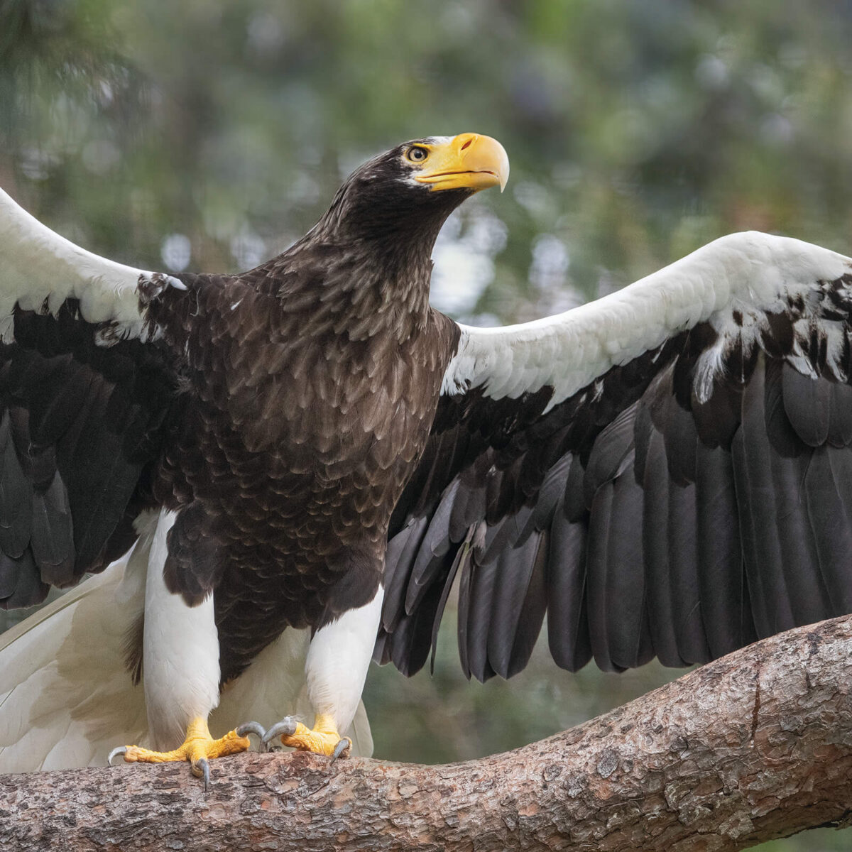 Winged Hunters – San Diego Zoo Wildlife Alliance Stories