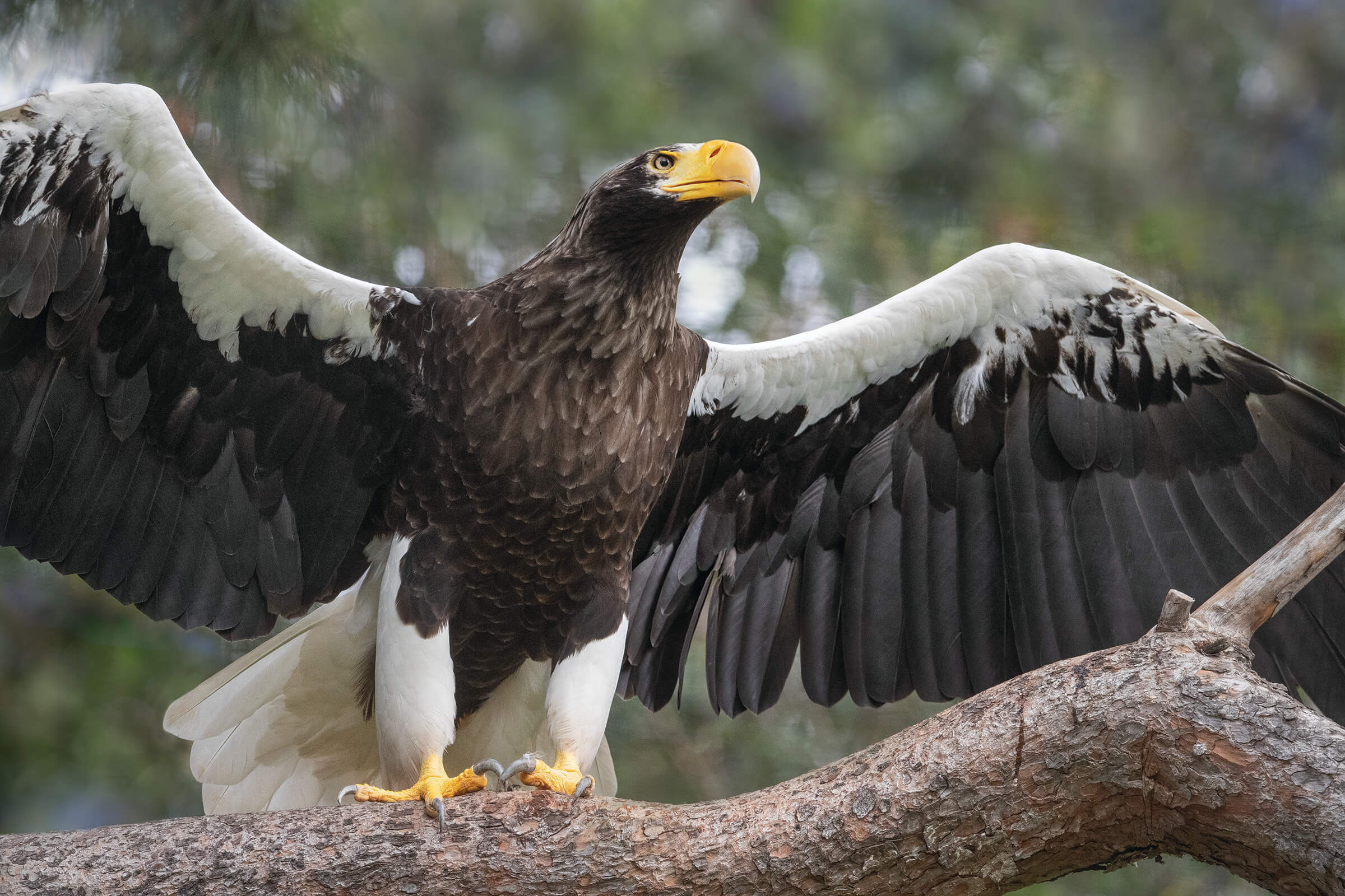 Inside a Harpy Eagle Nest, Ultimate Killers, harpy eagle - plantecuador.com
