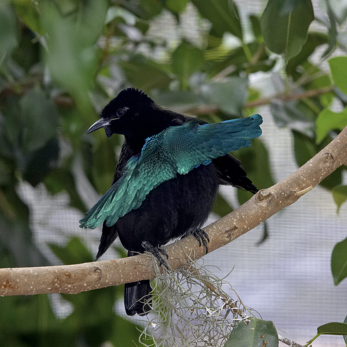 Iridescent Feathers- Bird Breeder
