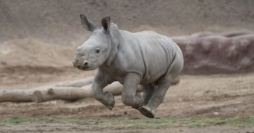 Energetic Southern White Rhino Calf “Charges” Around Safari Park – San  Diego Zoo Wildlife Alliance Stories