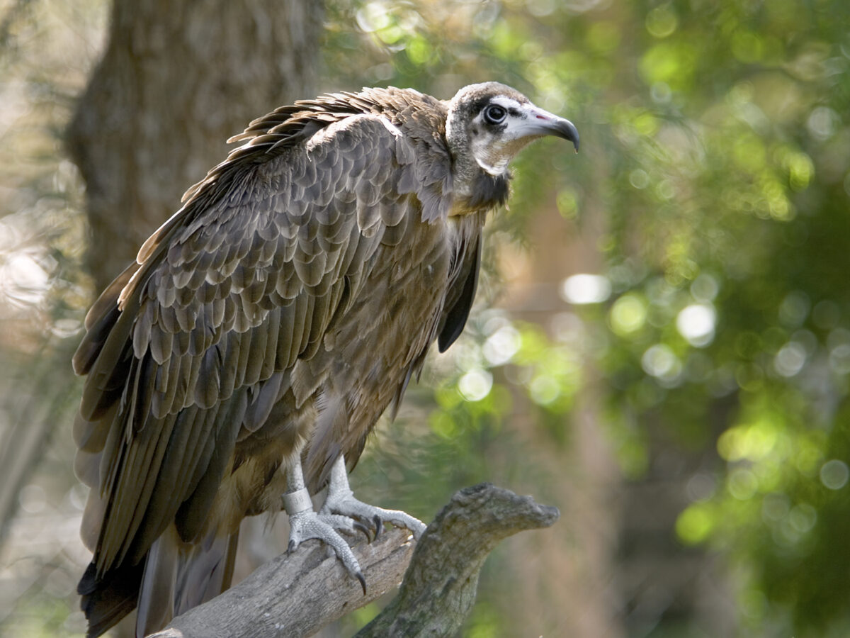 Endangered vultures hatch in captivity in India - The San Diego  Union-Tribune