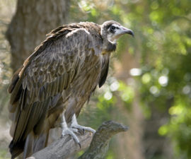 Hooded vulture perching