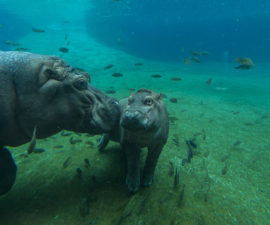 Hippo with baby