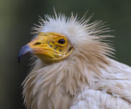 Egyptian vulture head