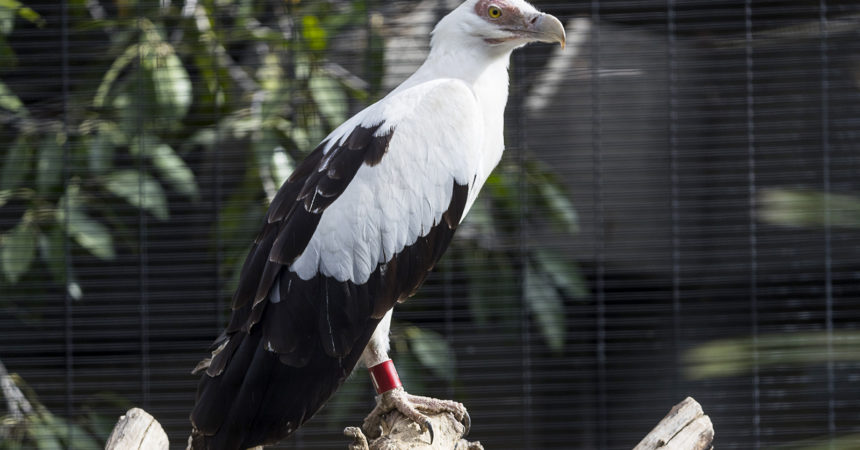 palm-nut vulture