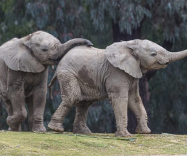 two elephant calves