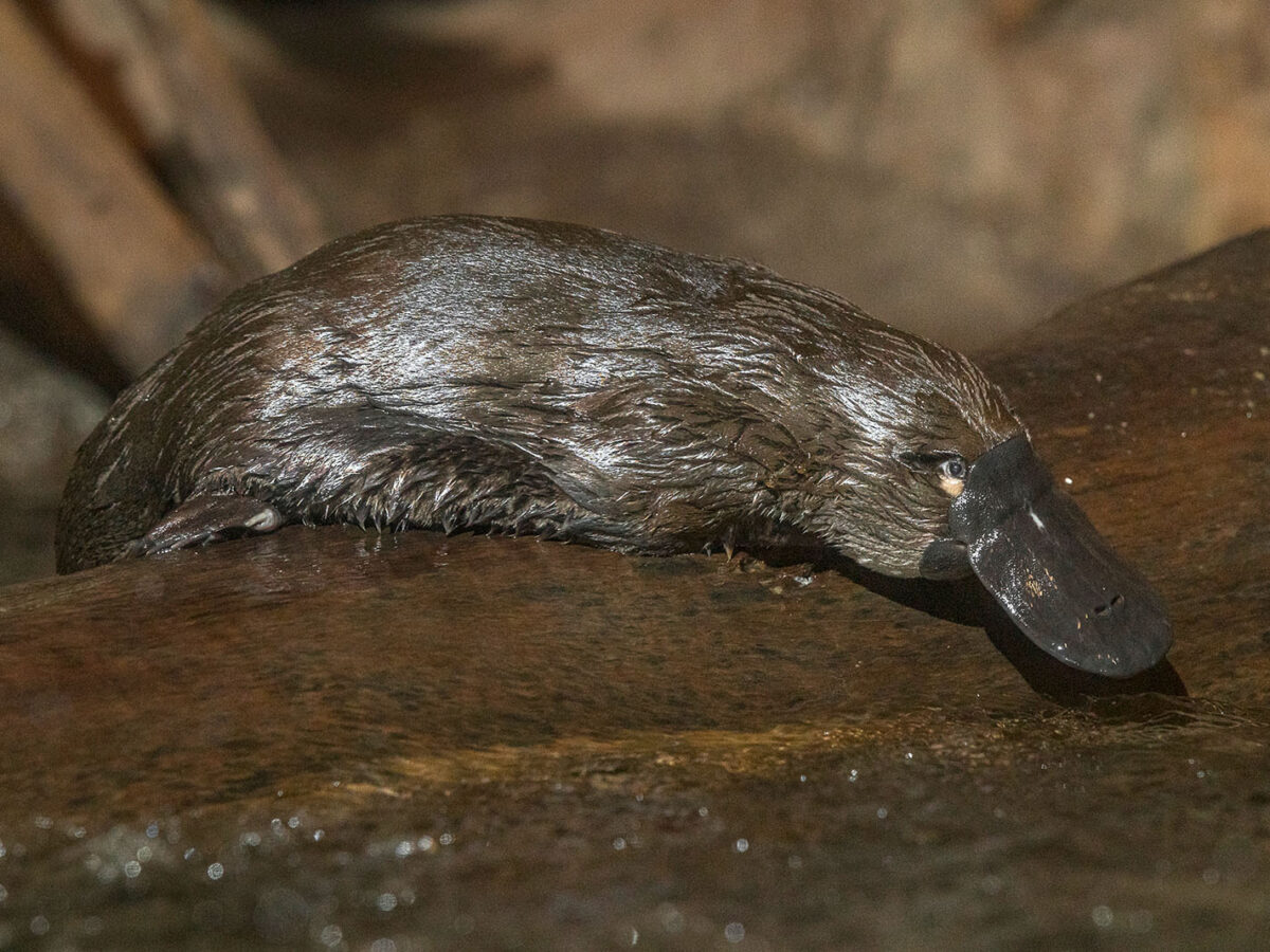 duck billed platypus habitat