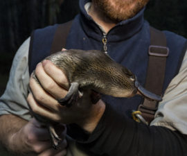 Platypus research