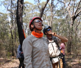 Researchers Overwhelmed by Wildfire Destruction in Blue Mountains