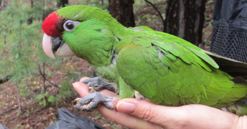 Endangered Thick-Billed Parrots Sport Miniature Tracking Devices
