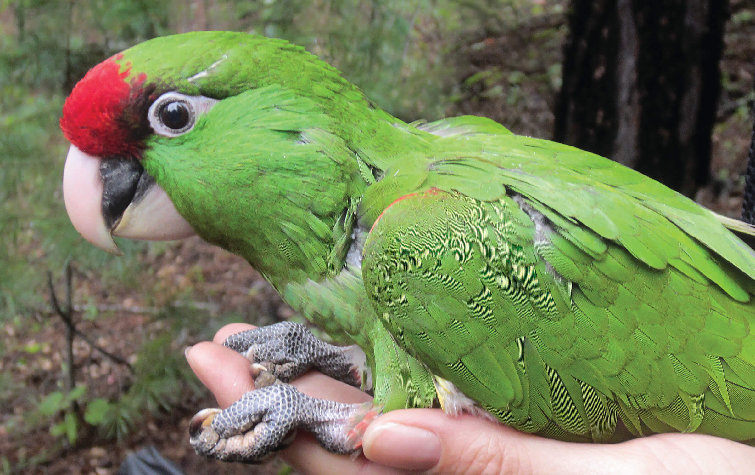Can Parrots Eat Pine Nuts: Discover the Nutritional Benefits