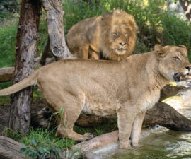 san diego zoo safari park news