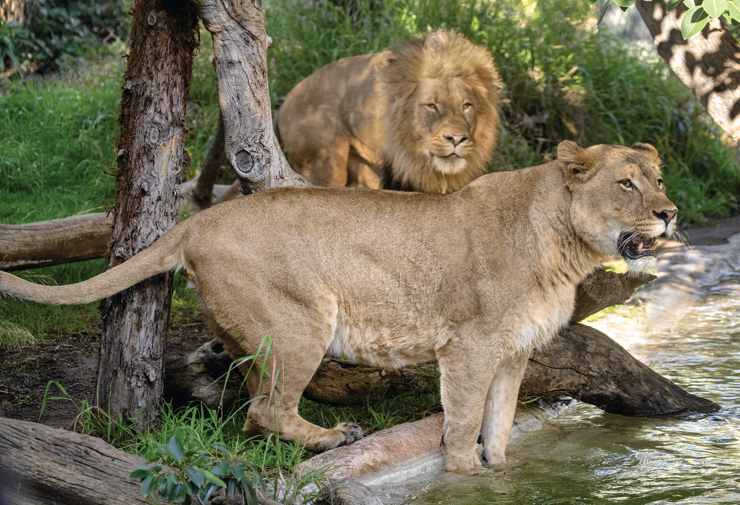 zoo lion safari