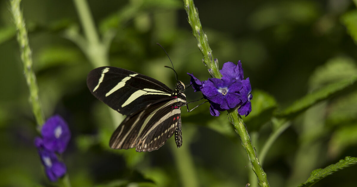 Goodbye, Butterfly: A strange dream – The Flor-Ala