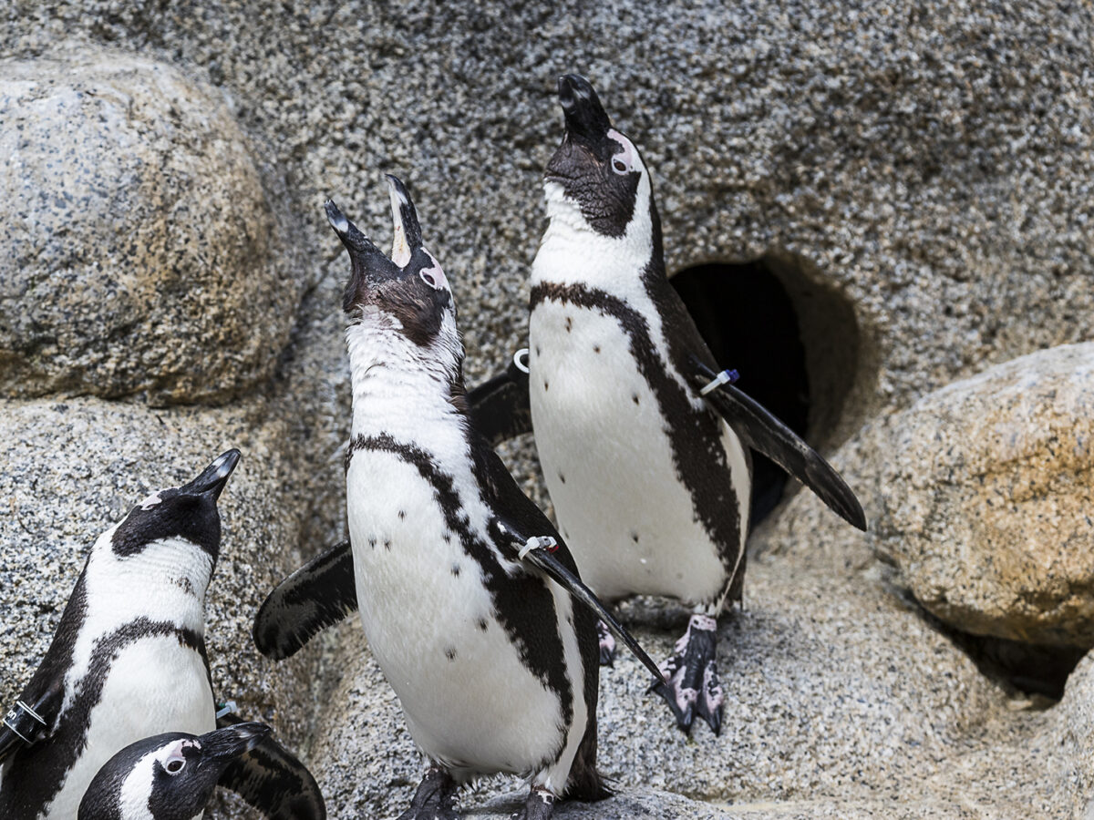 Penguin Blog: Many People Ask: Why do those penguins have yellow