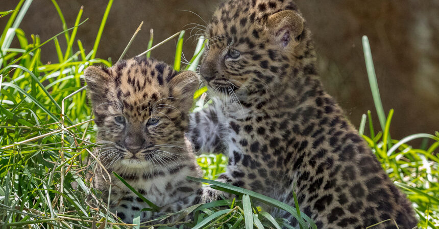 Pair of Endangered Amur Leopard Cubs Born at the San Diego Zoo – San Diego  Zoo Wildlife Alliance Stories