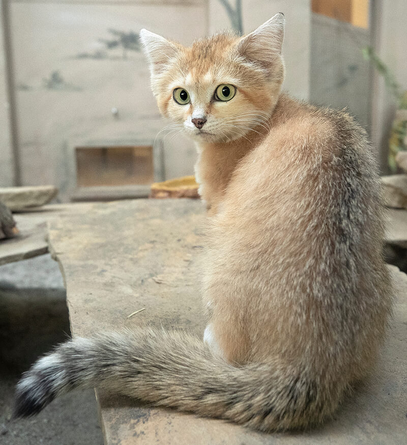 Sand cat perched on wooden plank