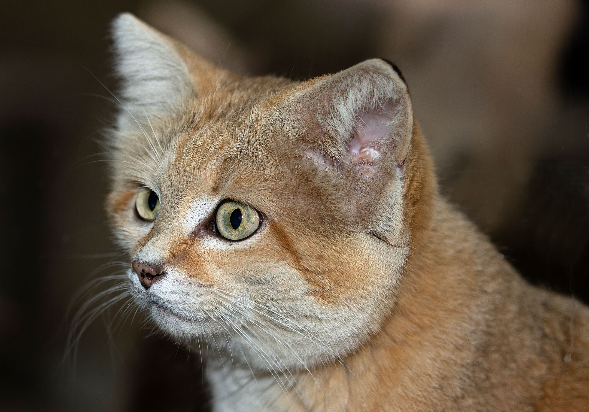 Sand cat with perked ears