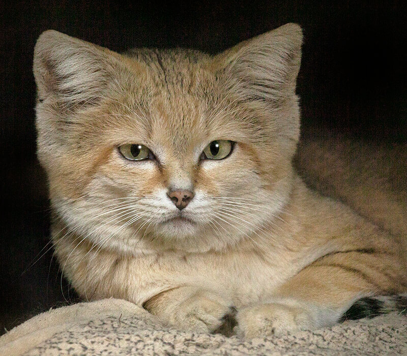 Sand cat looking on