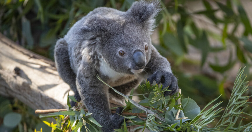 Koala  San Diego Zoo Wildlife Alliance