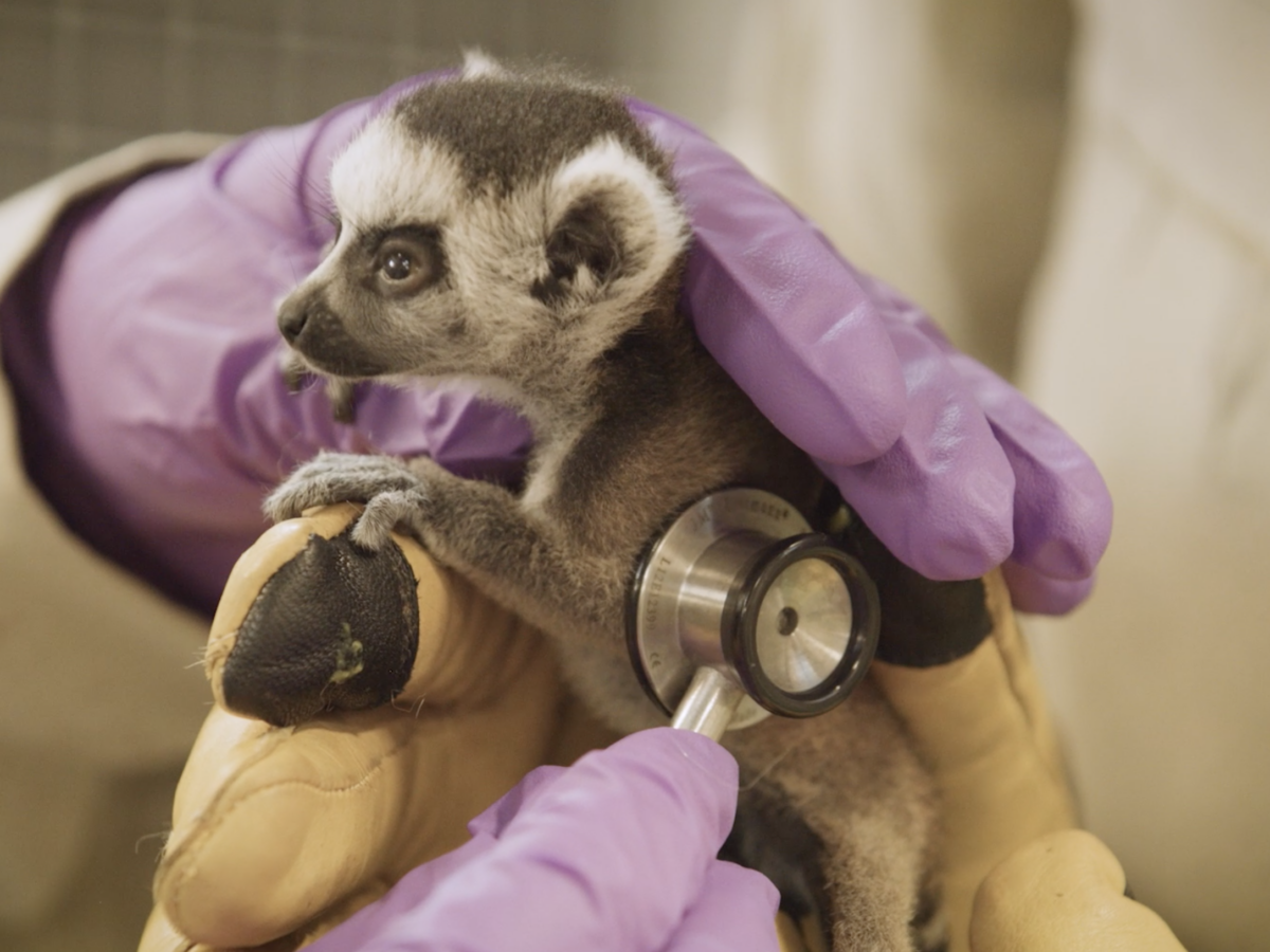 Baby alert -- Potter Park Zoo welcomes newborn ring-tailed lemur pup