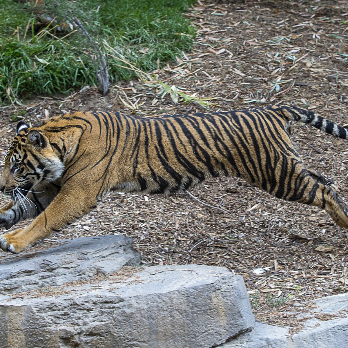 Bengal Tigers - Cat Tales Wildlife Center