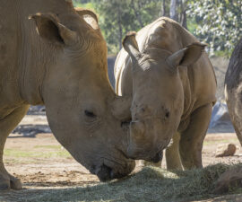rhino rescue center – San Diego Zoo Wildlife Alliance Stories