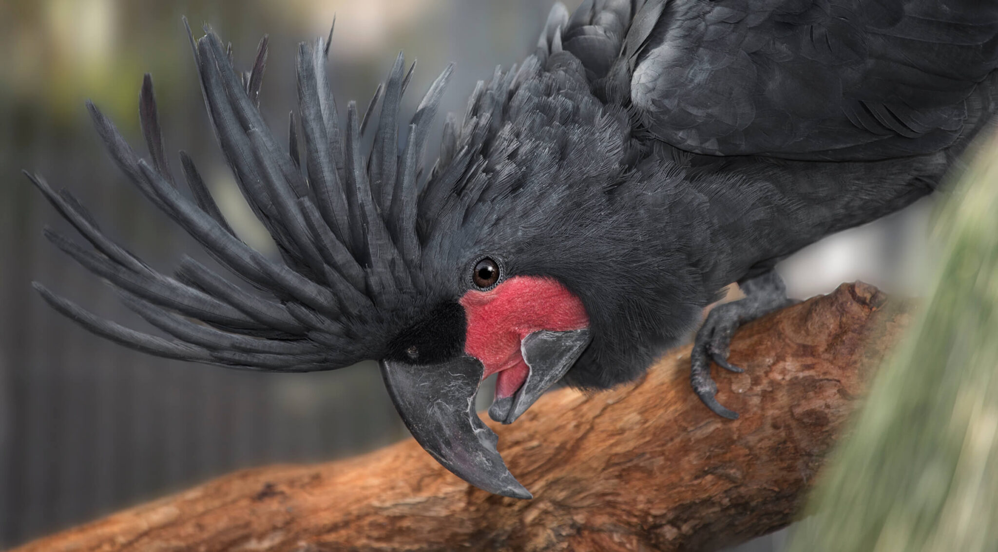 Palm Cockatoos – San Diego Zoo Wildlife Alliance Stories