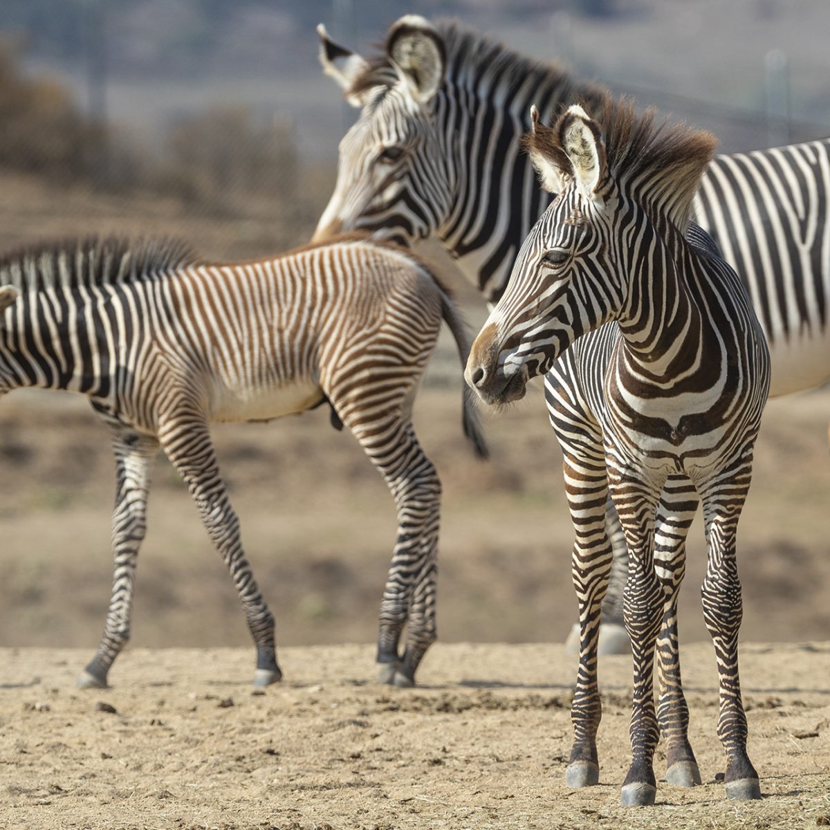 Six Endangered Grevy's Zebra Foals Make Their Debut at the San… – San Diego  Zoo Wildlife Alliance Stories