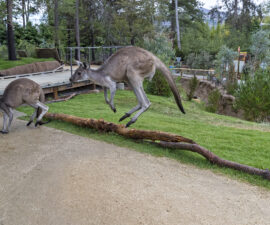 san diego zoo safari park walkabout australia