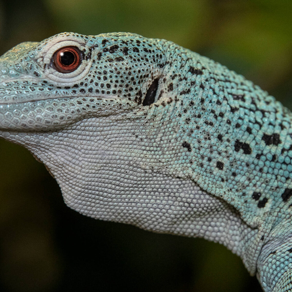 Ecografiando Varanos y Geckos. Masterclass interna de reptiles! (sorpreson  final) 