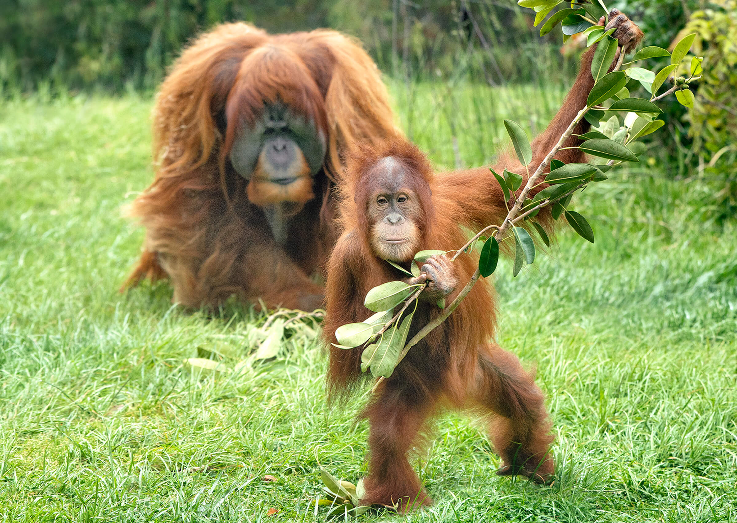 Amazing Red Apes – San Diego Zoo Wildlife Alliance Stories