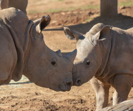 Nikita Kahn Rhino Rescue Center – San Diego Zoo Wildlife Alliance
