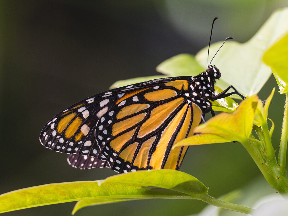 Raise Monarch Butterflies Supplies- Start Here