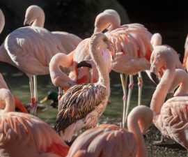 Pretty Poison – San Diego Zoo Wildlife Alliance Stories