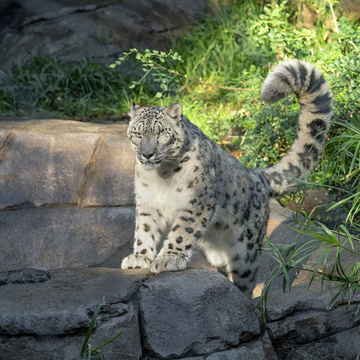 Snow Leopard  San Diego Zoo Animals & Plants