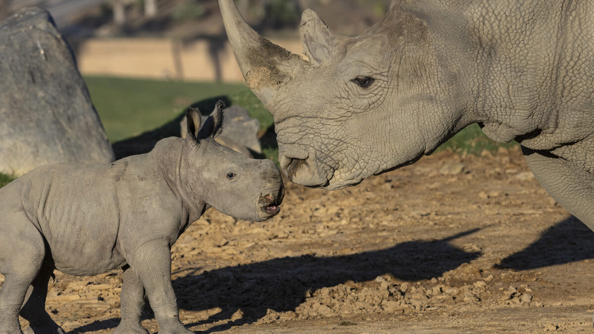 Rhino born at San Diego Zoo, marking key step in protecting threatened  species