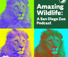 san diego zoo safari park news