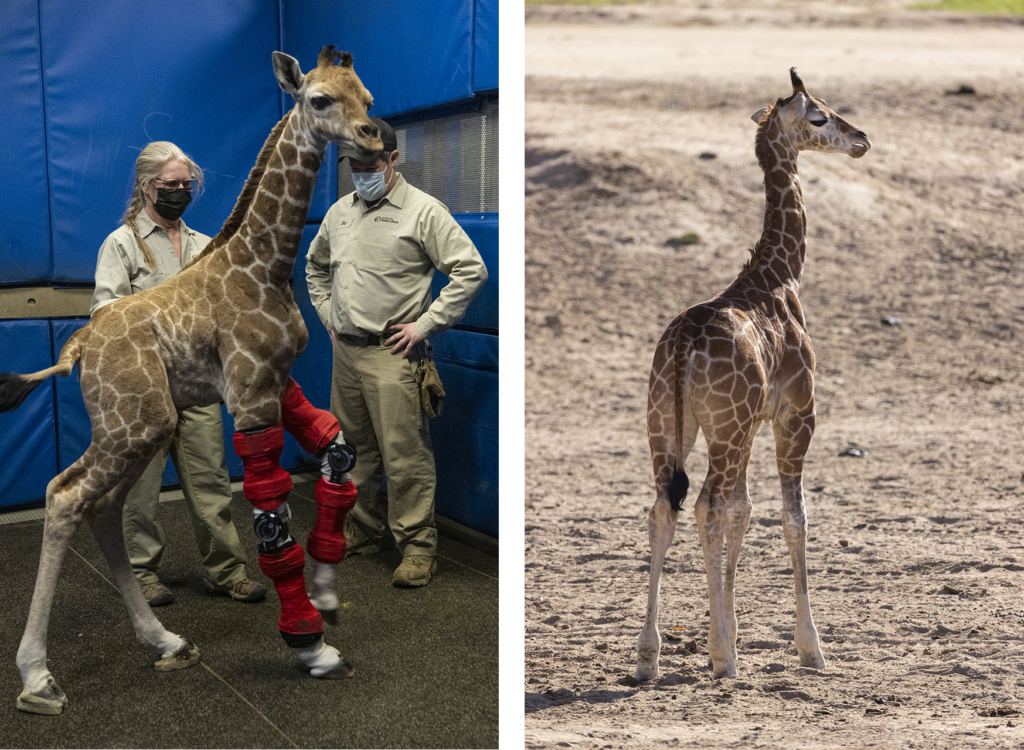 san diego safari park giraffe